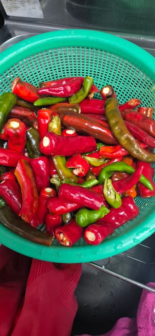 봉림동 태진농장님의 자유주제 · 자유게시판 작성글 사진