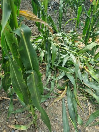 김용대님의 자유주제 · 자유게시판 작성글 사진