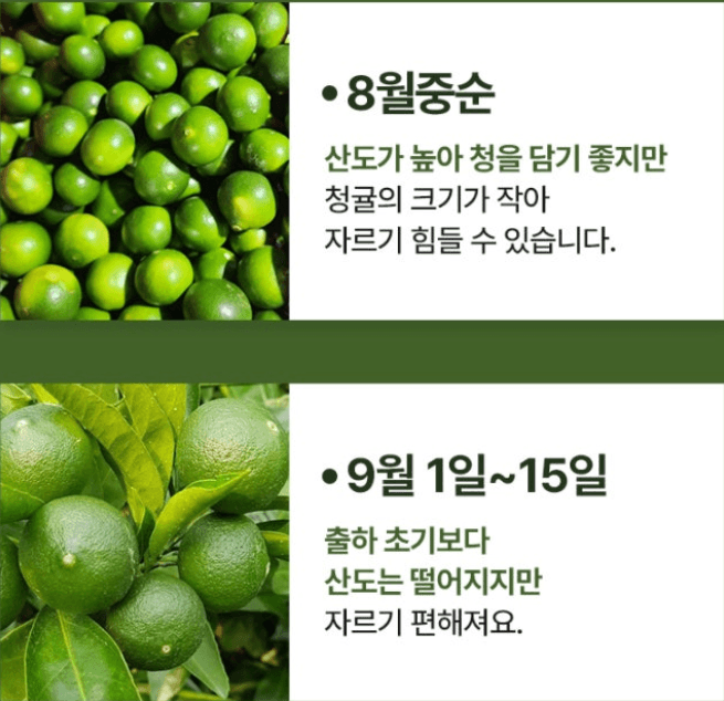 스피드번님의 장터 판매 상품 [제주도 청귤] 첨부 사진