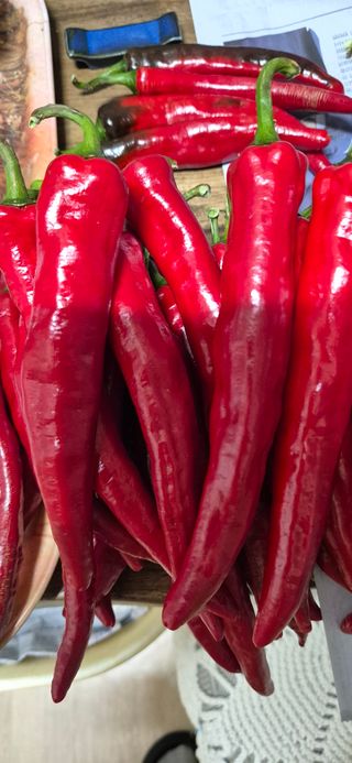 봉림동 태진농장님의 자유주제 · 자유게시판 작성글 사진