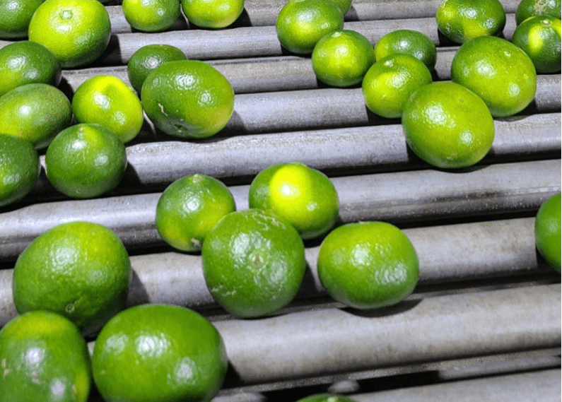 스피드번님의 장터 판매 상품 [제주도 청귤] 첨부 사진