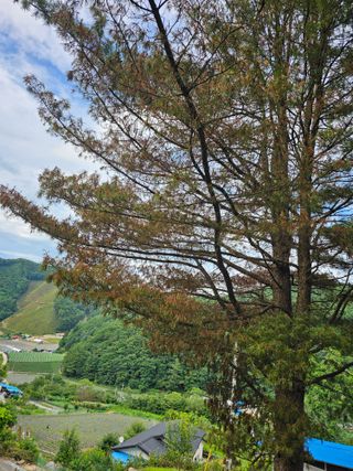 홍천산채농원님의 자유주제 · 자유게시판 작성글 사진