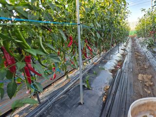 사천시향촌동 돼지띠님의 자유주제 · 자유게시판 작성글 사진