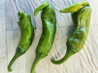 텃밭입문님의 농사, 무엇이든 물어보세요! · 참여글 작성글 사진