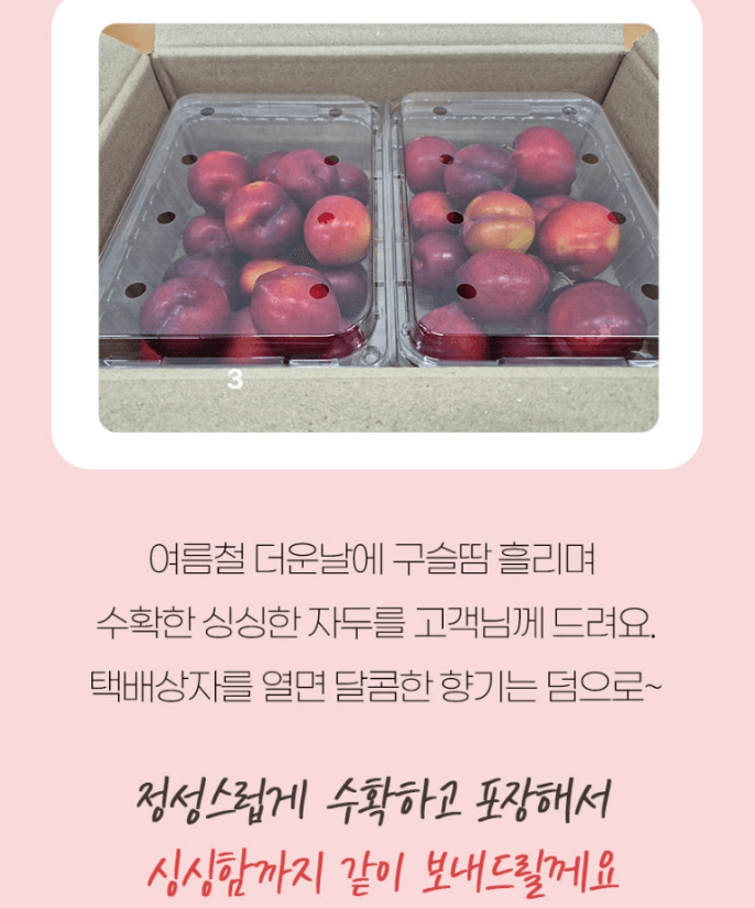 스피드번님의 장터 판매 상품 [추희 자두] 첨부 사진