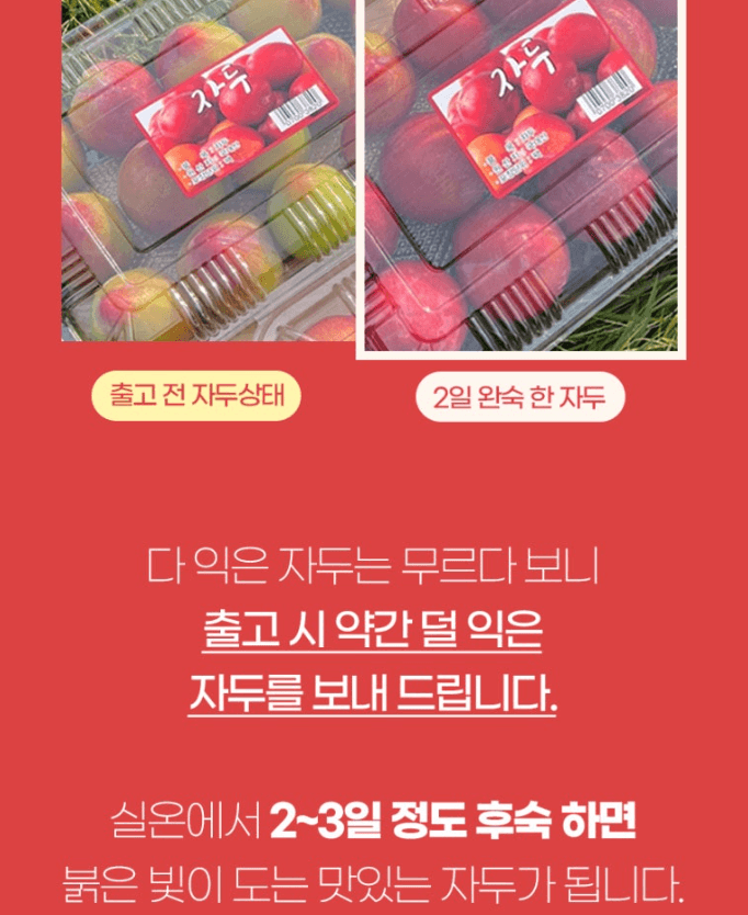 스피드번님의 장터 판매 상품 [추희 자두] 첨부 사진