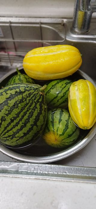 초보퍼머5도2촌준비님의 자유주제 · 사진전 작성글 사진