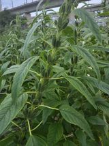 팜모닝 자유주제·자유게시판 게시글 이미지