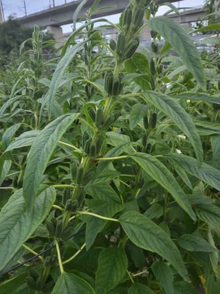 회인농부님의 자유주제 · 자유게시판 작성글 사진