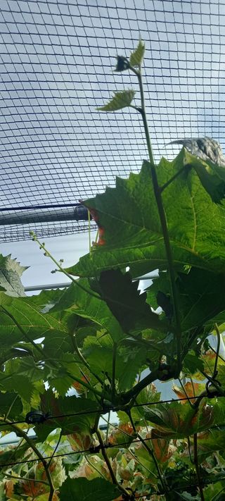 초보농사꾼보미촌님의 자유주제 · 자유게시판 작성글 사진