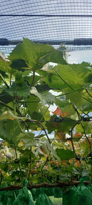 초보농사꾼보미촌님의 자유주제 · 자유게시판 작성글 사진