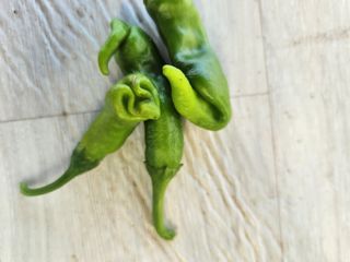 텃밭입문님의 농사, 무엇이든 물어보세요! · 참여글 작성글 사진