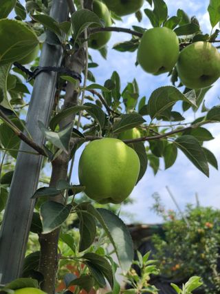 은혜농원(사과농사)님의 자유주제 · 자유게시판 작성글 사진