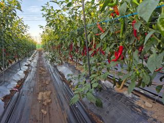 사천시향촌동 돼지띠님의 자유주제 · 자유게시판 작성글 사진