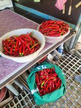 팜모닝 자유주제·사진전 게시글 이미지