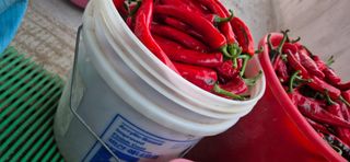 봉림동 태진농장님의 자유주제 · 자유게시판 작성글 사진