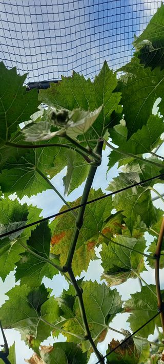 초보농사꾼보미촌님의 자유주제 · 자유게시판 작성글 사진