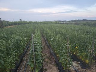 회인농부님의 참깨 · 자유게시판 작성글 사진