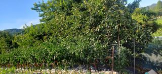 초보퍼머5도2촌준비님의 자유주제 · 사진전 작성글 사진