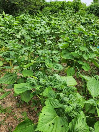 지킴이(ej)님의 농사, 무엇이든 물어보세요! · 참여글 작성글 사진