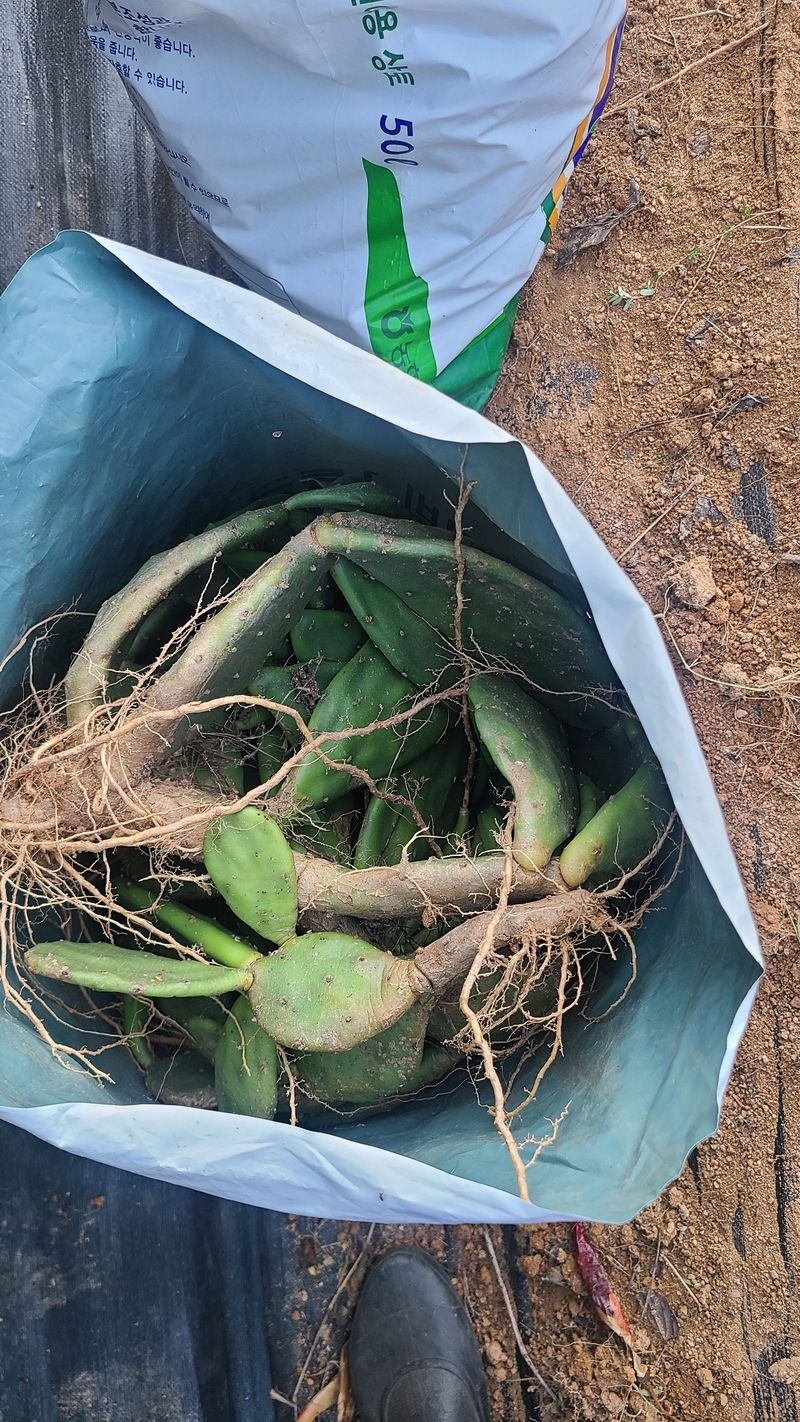 (의삼)님의 장터 판매 상품 [천년초 1포대(가득) 1만원] 첨부 사진