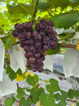 태일농산이정수님의 자유주제 · 자유게시판 작성글 사진