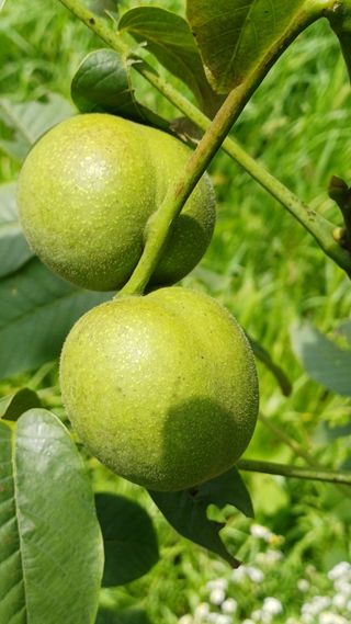 까두까두 님의 자유주제 · 자유게시판 작성글 사진