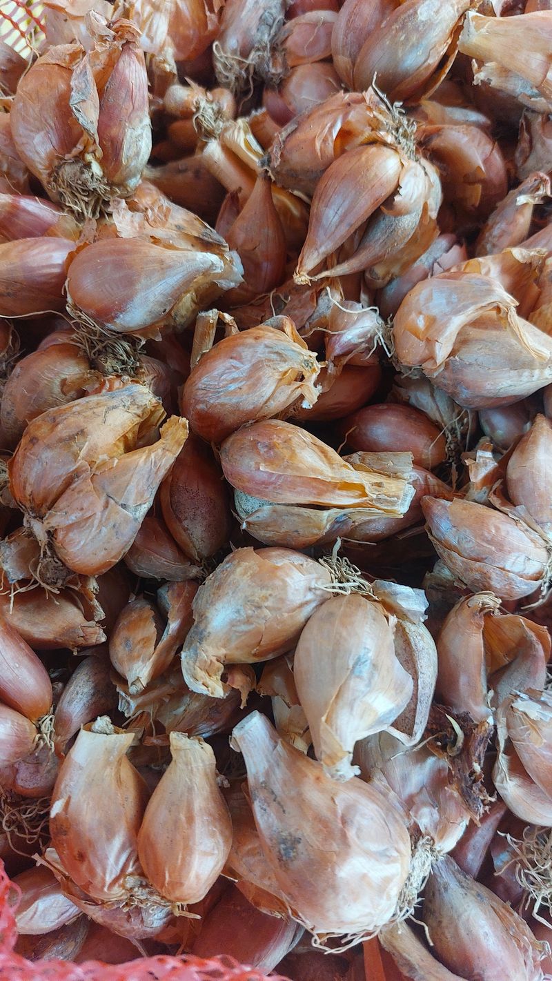 토박이님의 장터 판매 상품 [(판매완료)쪽파종구 1kg 6000원] 첨부 사진