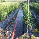 팜모닝 자유주제·자유게시판 게시글 이미지