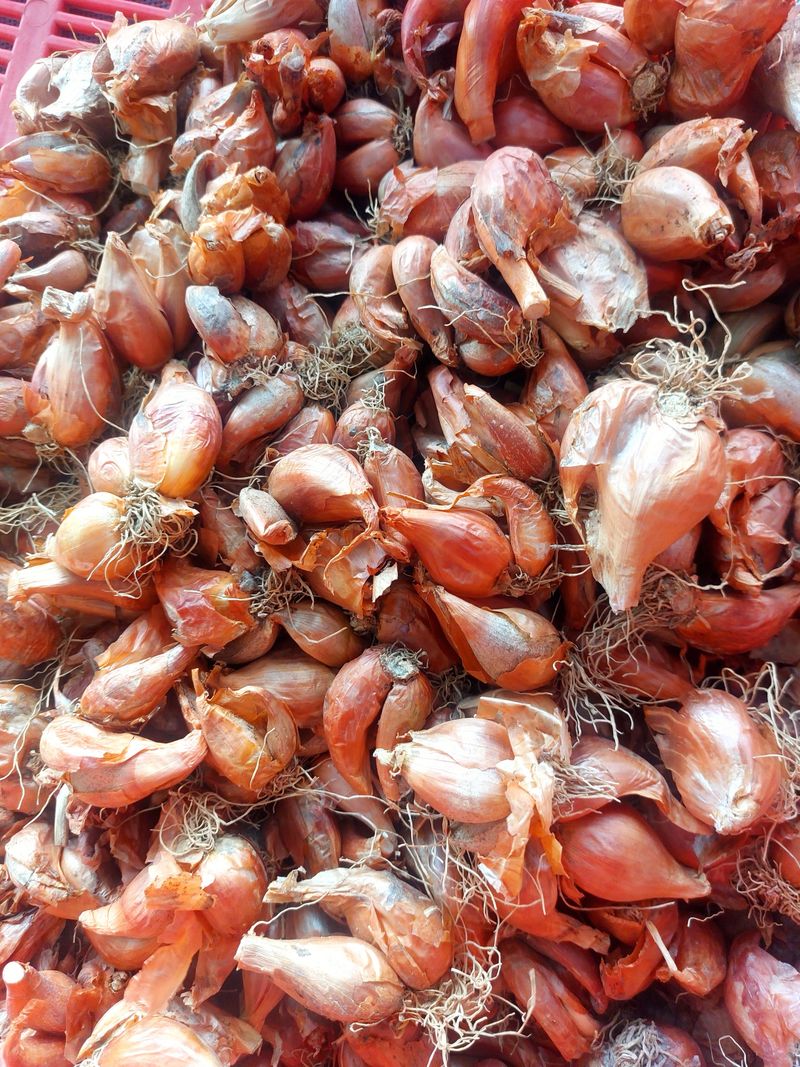 토박이님의 장터 판매 상품 [(판매완료)쪽파종구 1kg 6000원] 첨부 사진