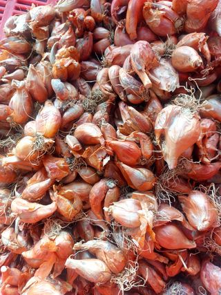 토박이님의 작성글 사진