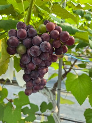 태일농산이정수님의 자유주제 · 자유게시판 작성글 사진