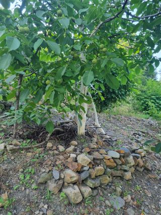 김용대님의 자유주제 · 자유게시판 작성글 사진