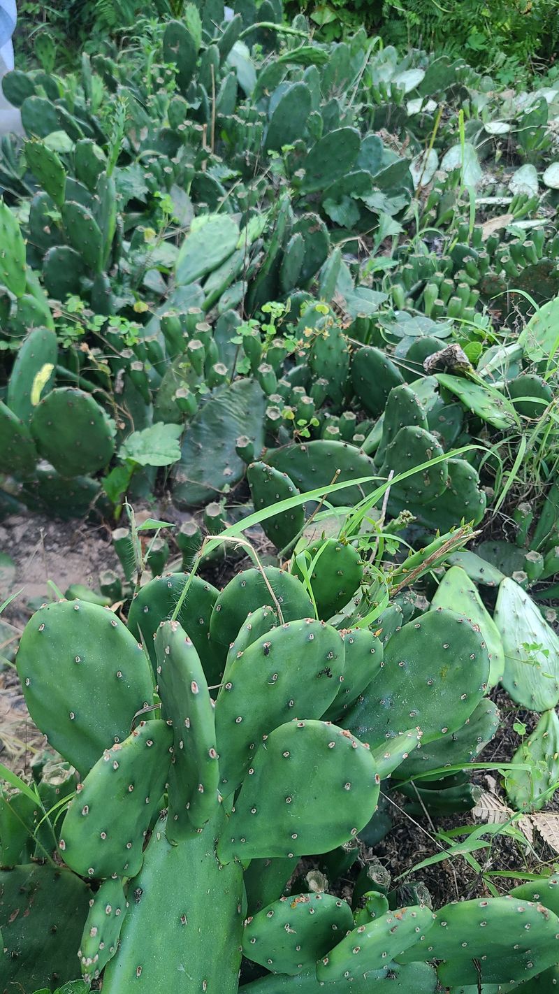 (의삼)님의 장터 판매 상품 [천년초 1포대(가득) 1만원] 첨부 사진