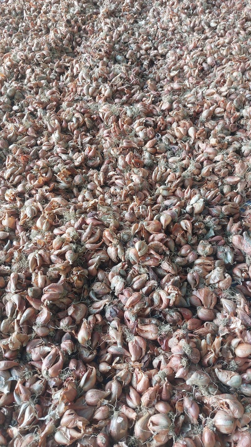 토박이님의 장터 판매 상품 [(판매완료)쪽파종구 1kg 6000원] 첨부 사진