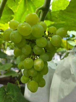 태일농산이정수님의 자유주제 · 자유게시판 작성글 사진