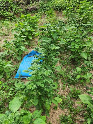 지킴이(ej)님의 농사, 무엇이든 물어보세요! · 참여글 작성글 사진
