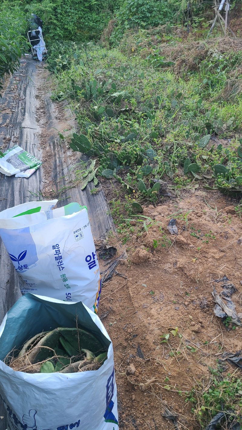 (의삼)님의 장터 판매 상품 [천년초 1포대(가득) 1만원] 첨부 사진