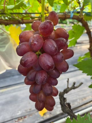 태일농산이정수님의 자유주제 · 자유게시판 작성글 사진