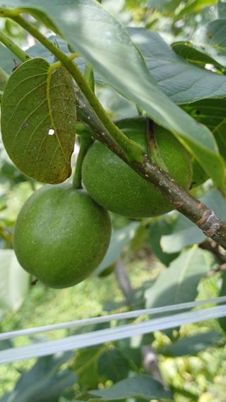 까두까두 님의 자유주제 · 자유게시판 작성글 사진