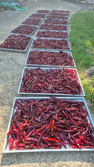 부채도사님의 자유주제 · 자유게시판 작성글 사진