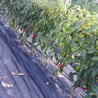 오화순님의 자유주제 · 자유게시판 작성글 사진