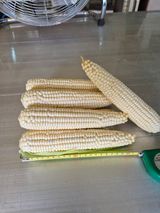 팜모닝 · 게시글 이미지