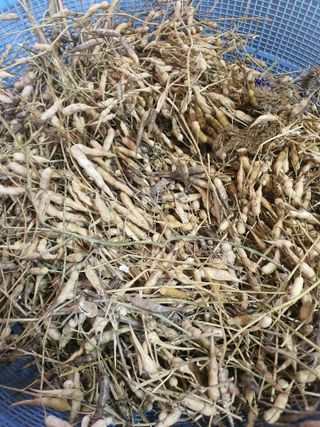 실로암농원님의 자유주제 · 자유게시판 작성글 사진