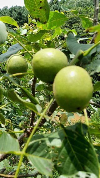 까두까두 님의 자유주제 · 자유게시판 작성글 사진