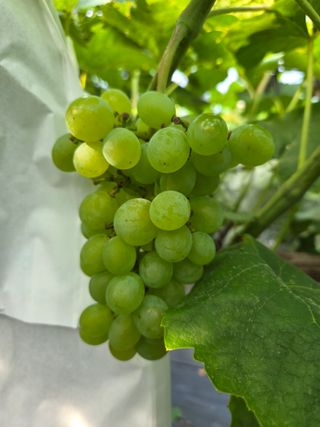 태일농산이정수님의 자유주제 · 자유게시판 작성글 사진