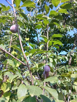 수박1번지님의 자유주제 · 자유게시판 작성글 사진