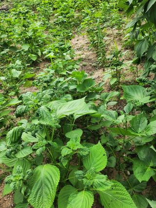 지킴이(ej)님의 농사, 무엇이든 물어보세요! · 참여글 작성글 사진