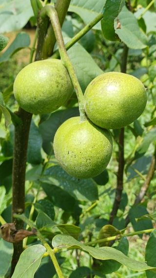 까두까두 님의 자유주제 · 자유게시판 작성글 사진