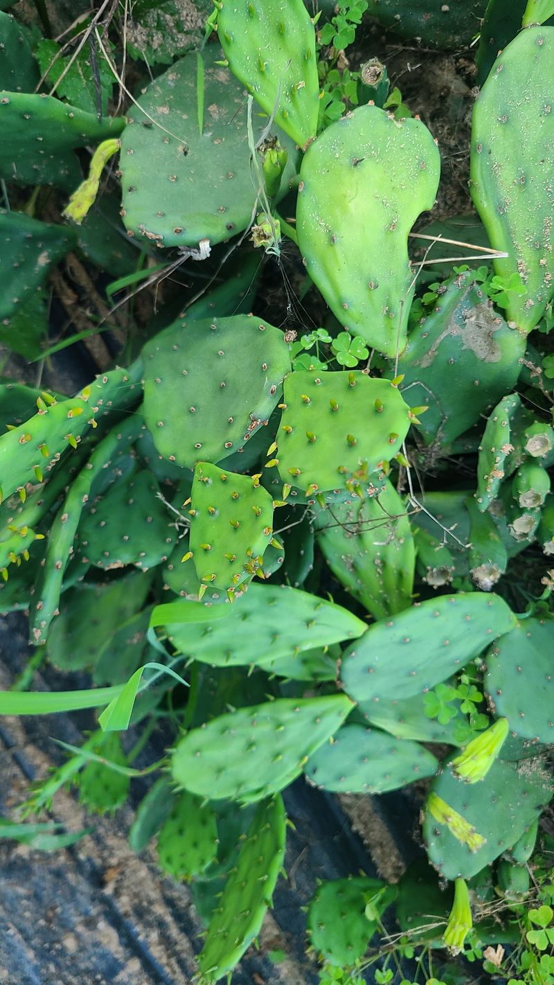 장터 상품 [천년초 1포대(가득) 1만원] 썸네일